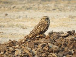 Short-eared Owl